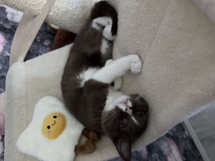 BKH Kitten Abgabebereit