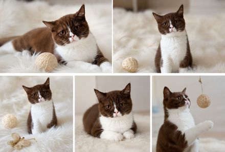 BKH Kitten Abgabebereit