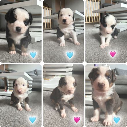 6 kleine Aussie Welpen - Australian Shepherd