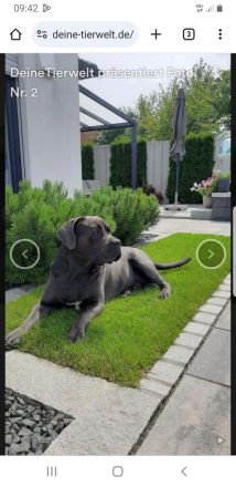 Reinrassigen Cane Corso Deckrüden