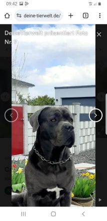 Reinrassigen Cane Corso Deckrüden