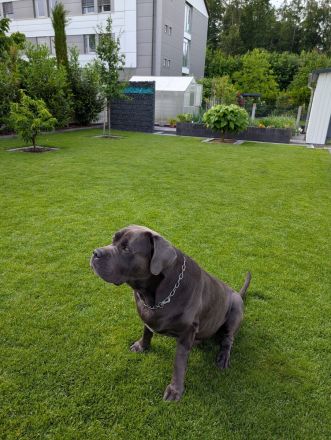 Reinrassigen Cane Corso Deckrüden