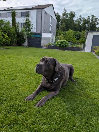 Reinrassigen Cane Corso Deckrüden