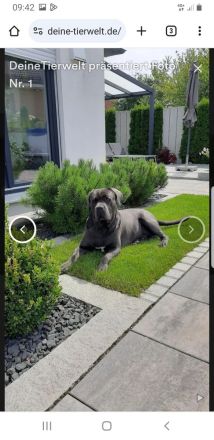 Reinrassigen Cane Corso Deckrüden