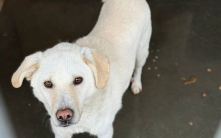 Snowie hat eine Chance auf ein Zuhause verdient.