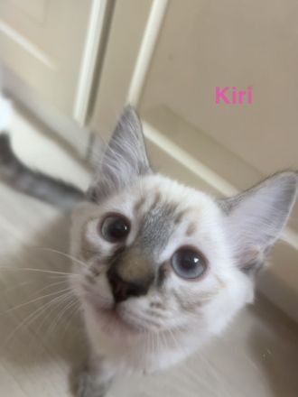 Wunderschöne Siam × Ragdoll × Heilige Birma Kitten - geimpft & sofort auszugsbereit