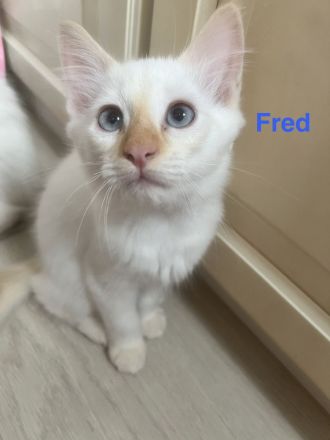 Wunderschöne Siam × Ragdoll × Heilige Birma Kitten - geimpft & sofort auszugsbereit