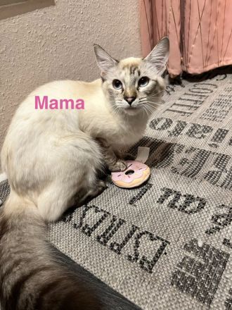 Wunderschöne Siam × Ragdoll × Heilige Birma Kitten - geimpft & sofort auszugsbereit