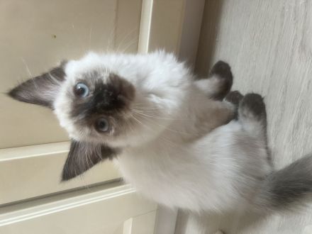 Wunderschöne Siam × Ragdoll × Heilige Birma Kitten - geimpft & sofort auszugsbereit