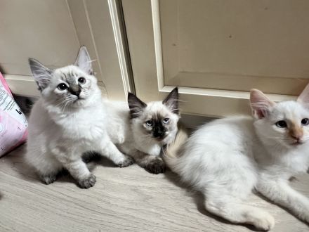 Wunderschöne Siam × Ragdoll × Heilige Birma Kitten - geimpft & sofort auszugsbereit