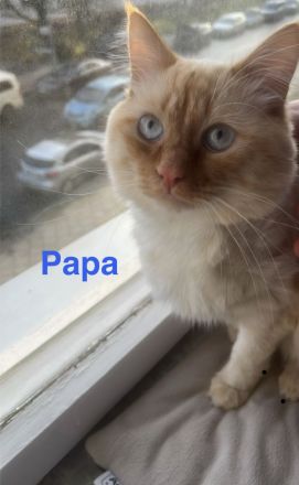 Wunderschöne Siam × Ragdoll × Heilige Birma Kitten - geimpft & sofort auszugsbereit