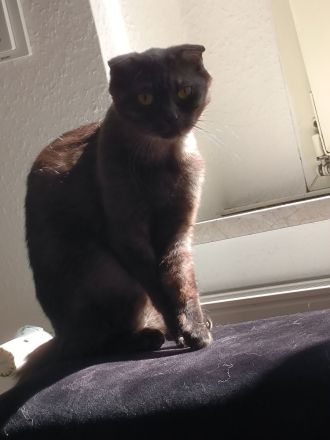 Scottish Fold