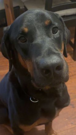 Snoopy Dobermann mix sucht dringend! Ein erfahrenes Zuhause