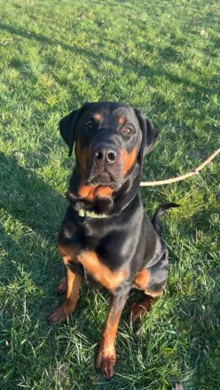 Snoopy Dobermann mix sucht dringend! Ein erfahrenes Zuhause