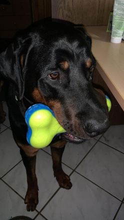 Snoopy Dobermann mix sucht dringend! Ein erfahrenes Zuhause