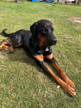 Snoopy Dobermann mix sucht dringend! Ein erfahrenes Zuhause