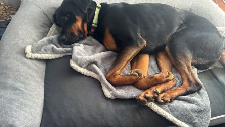 Snoopy Dobermann mix sucht dringend! Ein erfahrenes Zuhause