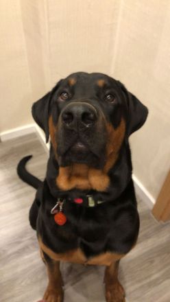 Snoopy Dobermann mix sucht dringend! Ein erfahrenes Zuhause