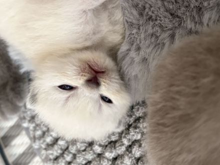 BKH Kitten in tollen Farben