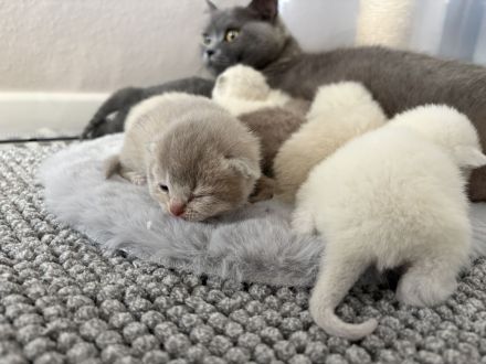 BKH Kitten in tollen Farben