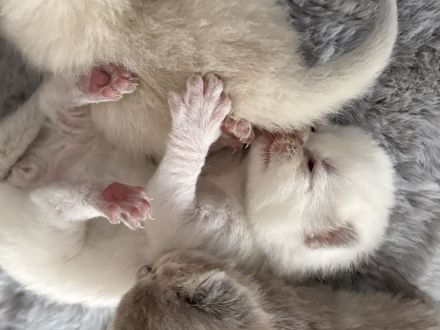 BKH Kitten in tollen Farben