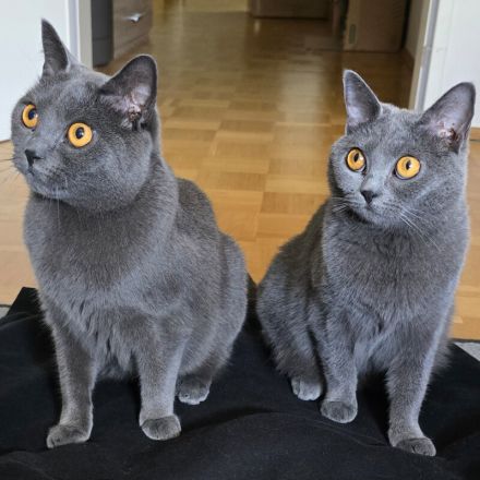 Lady Ghost und Master Shake