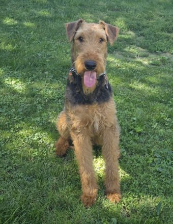 Airedale terrier Hündin 1 Jahr alt