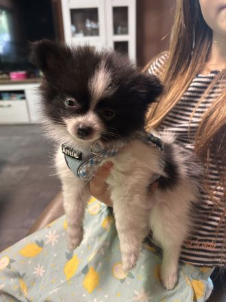 Süßeste Pomeranian Zwergspitze