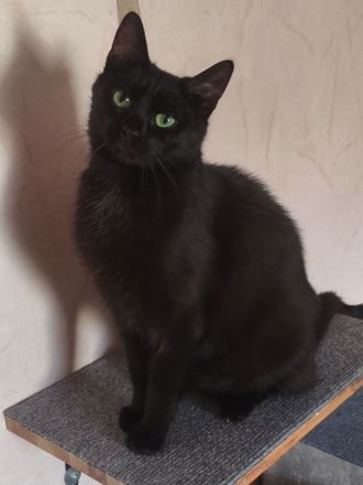 Junge Katze sucht liebevolles Zuhause