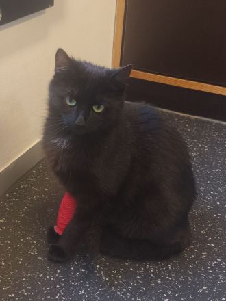 Junge Katze sucht liebevolles Zuhause