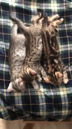 Bengal Kitten suchen neues Zuhause