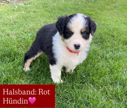 Australian Shepherd Welpen mit Papieren