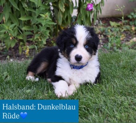 Australian Shepherd Welpen mit Papieren