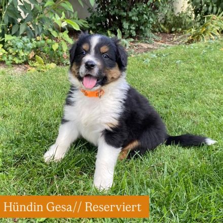 Australian Shepherd Welpen mit Papieren