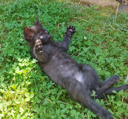 3 kleine Kitten suchen ein liebevolles Zuhause