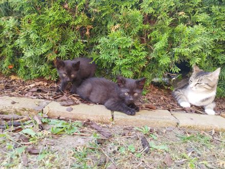 3 kleine Kitten suchen ein liebevolles Zuhause