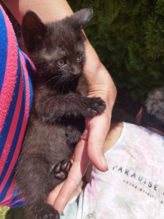 3 kleine Kitten suchen ein liebevolles Zuhause