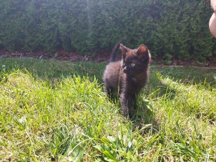 3 kleine Kitten suchen ein liebevolles Zuhause