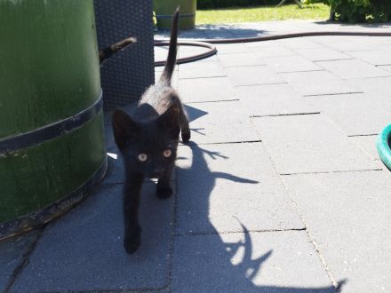 3 kleine Kitten suchen ein liebevolles Zuhause