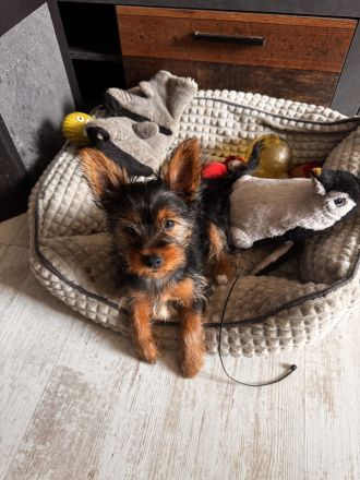Yorki Terrier Mädchen