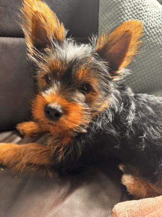 Yorki Terrier Mädchen