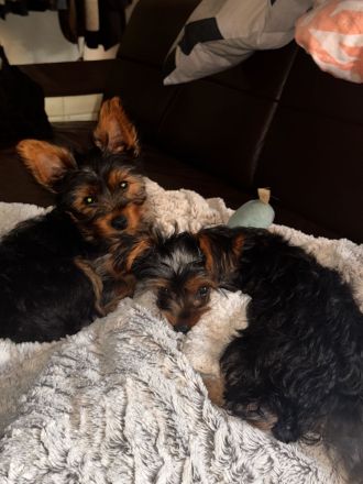 Yorki Terrier Mädchen