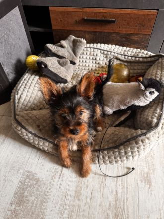 Yorki Terrier Mädchen