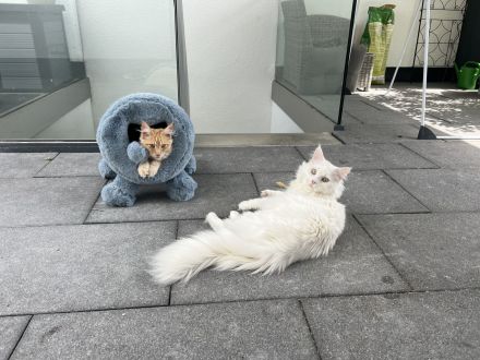 2 Maine Coon Youngster Männlich (REDDY & WHITY)