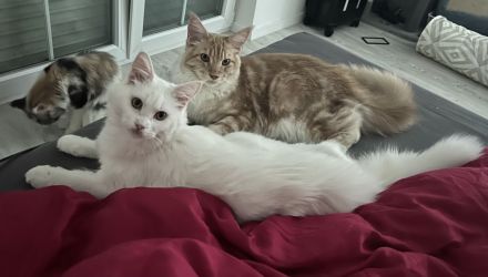3 Maine Coon Youngster Männlich (REDDY, FUCHSI & WHITY)