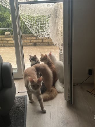 2 Maine Coon Youngster Männlich (REDDY & WHITY)