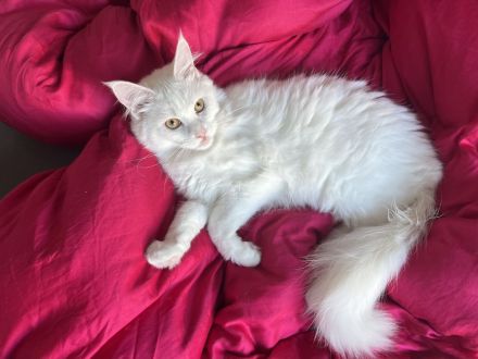 3 Maine Coon Youngster Männlich (REDDY, FUCHSI & WHITY)