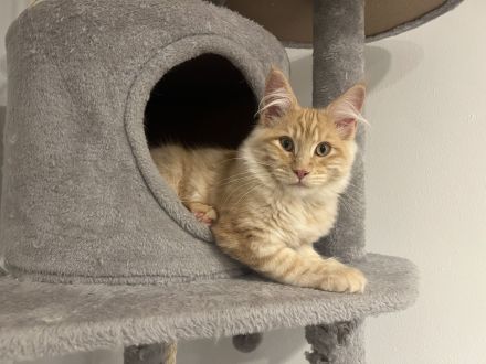 2 Maine Coon Youngster Männlich (REDDY & WHITY)
