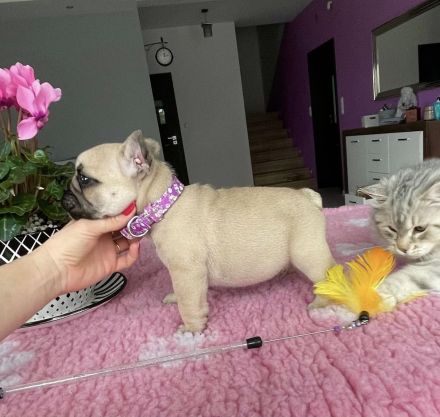 Wunderschöner fawnfarbener Französischer Bulldoggen-Rüde sucht ein liebevolles Zuhause!