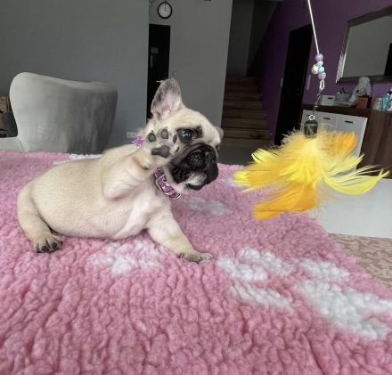 Wunderschöner fawnfarbener Französischer Bulldoggen-Rüde sucht ein liebevolles Zuhause!